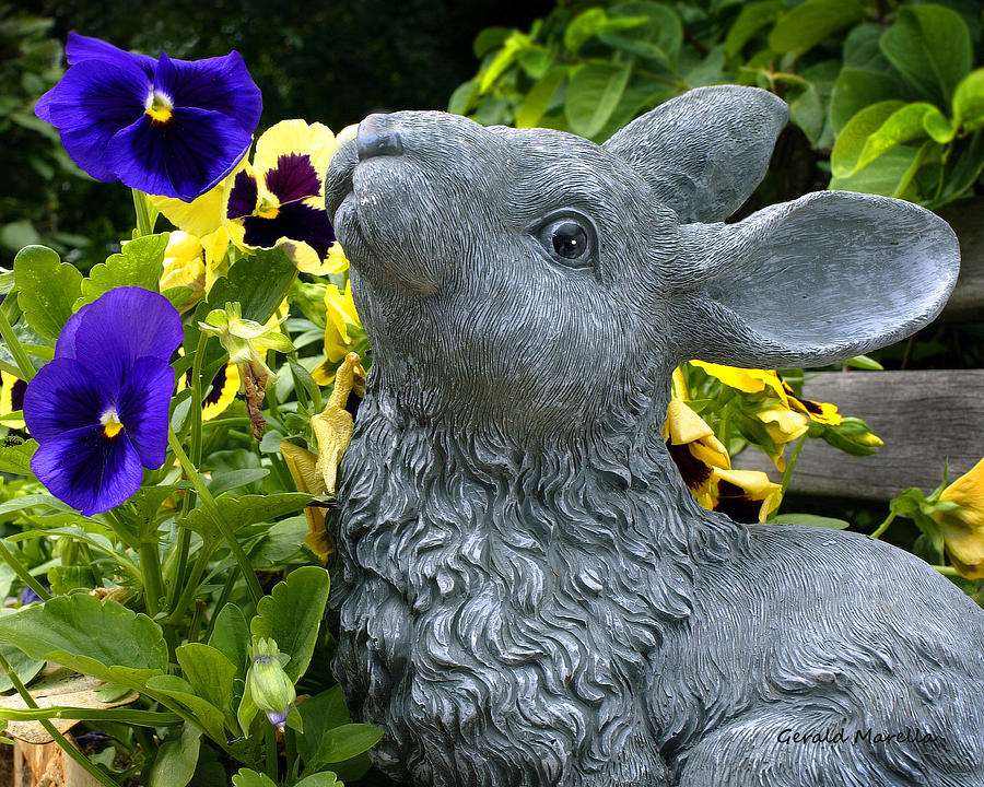 yummy pansy bunny