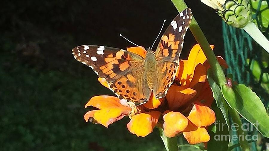 Outdoor Photograph - Garden Butterfly by Charlotte Gray