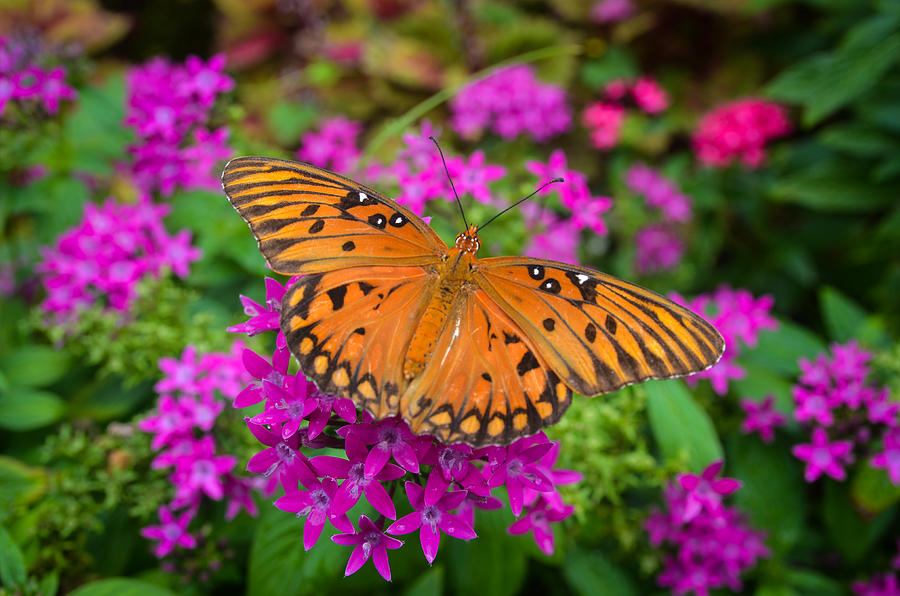 Garden Butterfly Photograph by Oswald George Addison