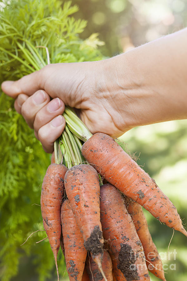 Vegetable Photograph - Garden carrots by Elena Elisseeva