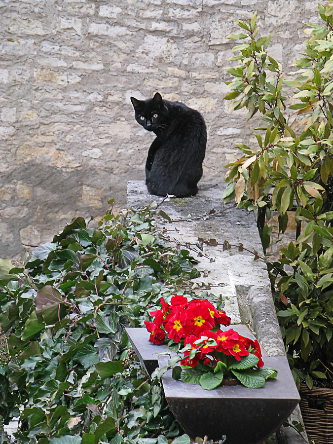Garden Cat by Sandy Scharmer Garden Cat by Sandy Scharmer
