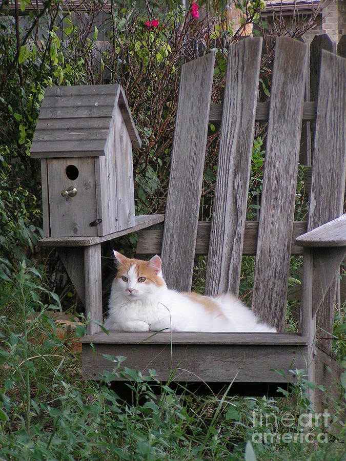 Garden Cat Photograph by Tracy L Teeter 