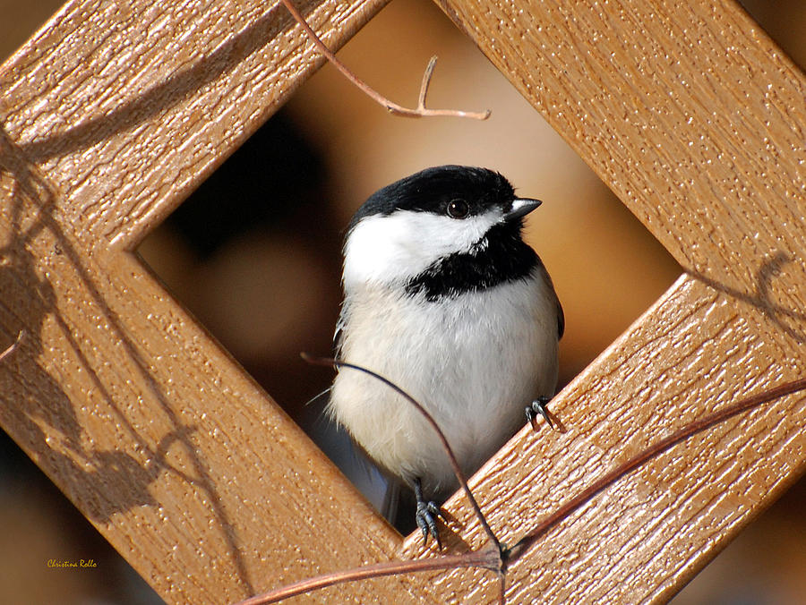 Chickadee Photograph - Garden Chickadee by Christina Rollo