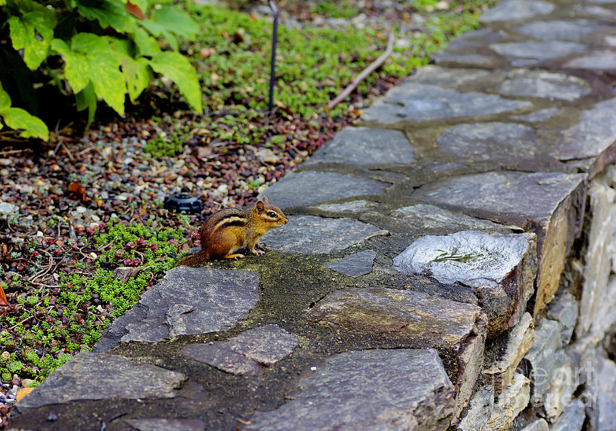 Garden Chipmunk Photograph by Ules Barnwell