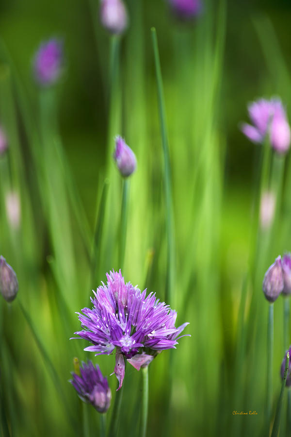Flower Photograph - Garden Chives by Christina Rollo