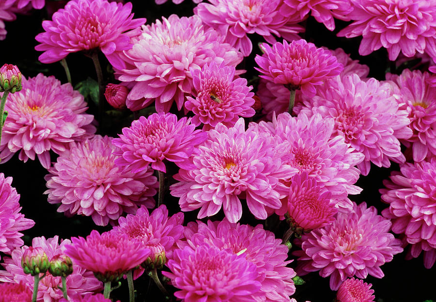 Garden Chrysanthemum fantasy Photograph by Anthony Cooper/science Photo Library