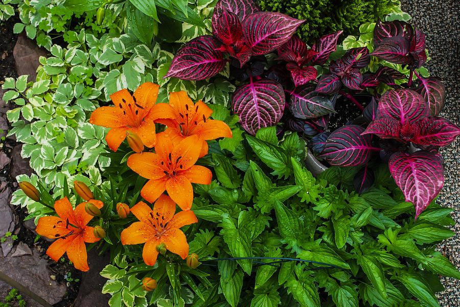 Garden Colors Photograph by Phil Abrams