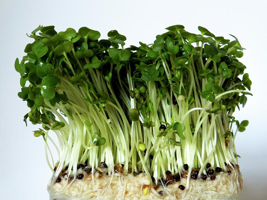 Garden Cress Photograph by Ian Gowland/science Photo Library