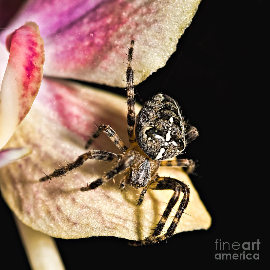 Garden cross spider Photograph by Joerg Lingnau
