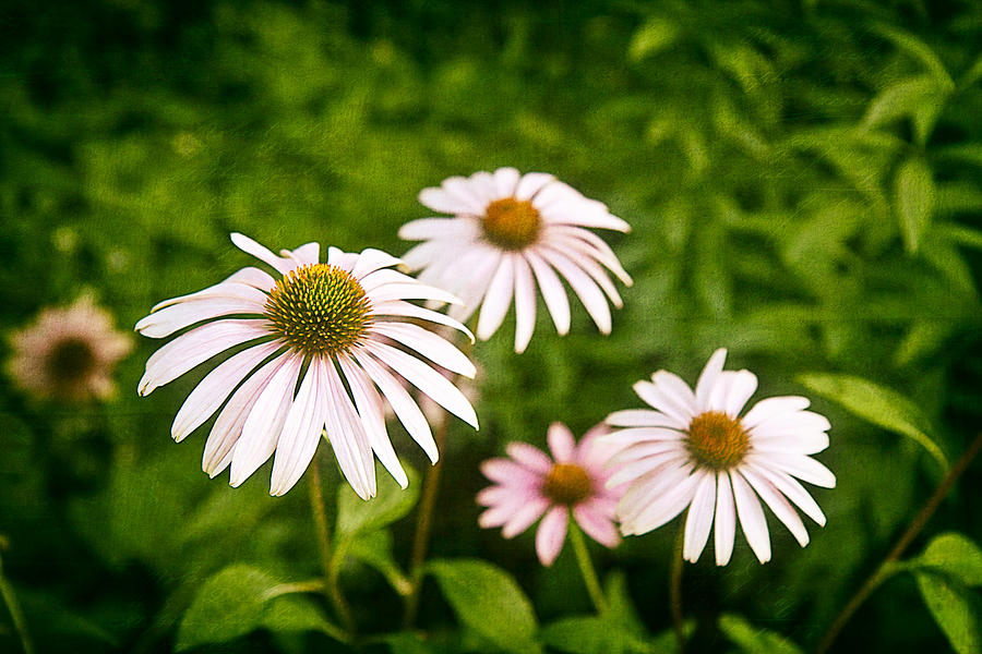 Daisy Photograph - Garden Dasies by Tom Mc Nemar