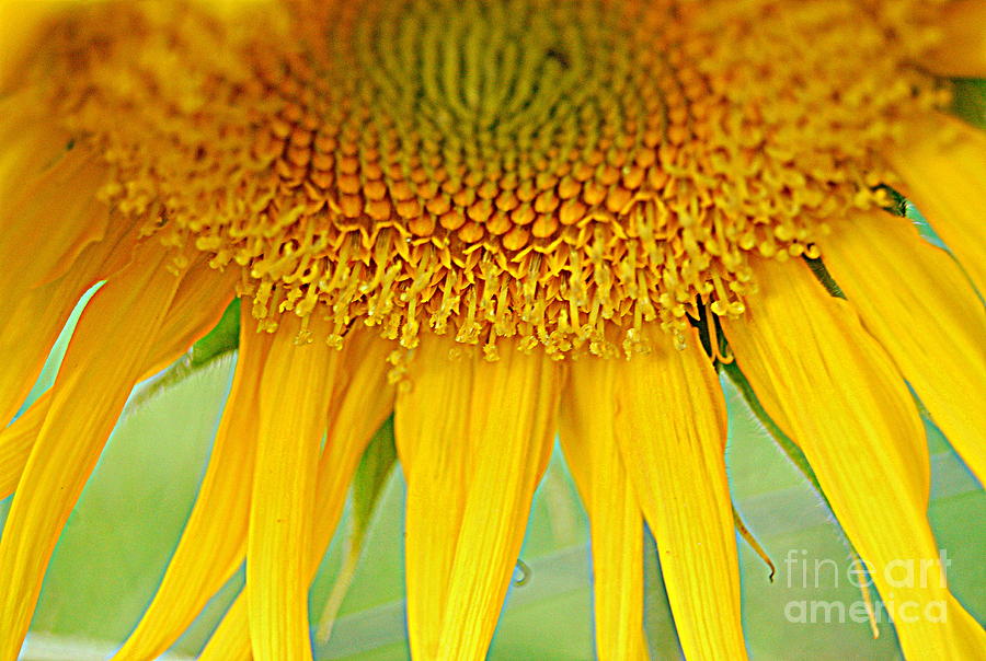 Sunny Sunflower Photograph by Eunice Miller