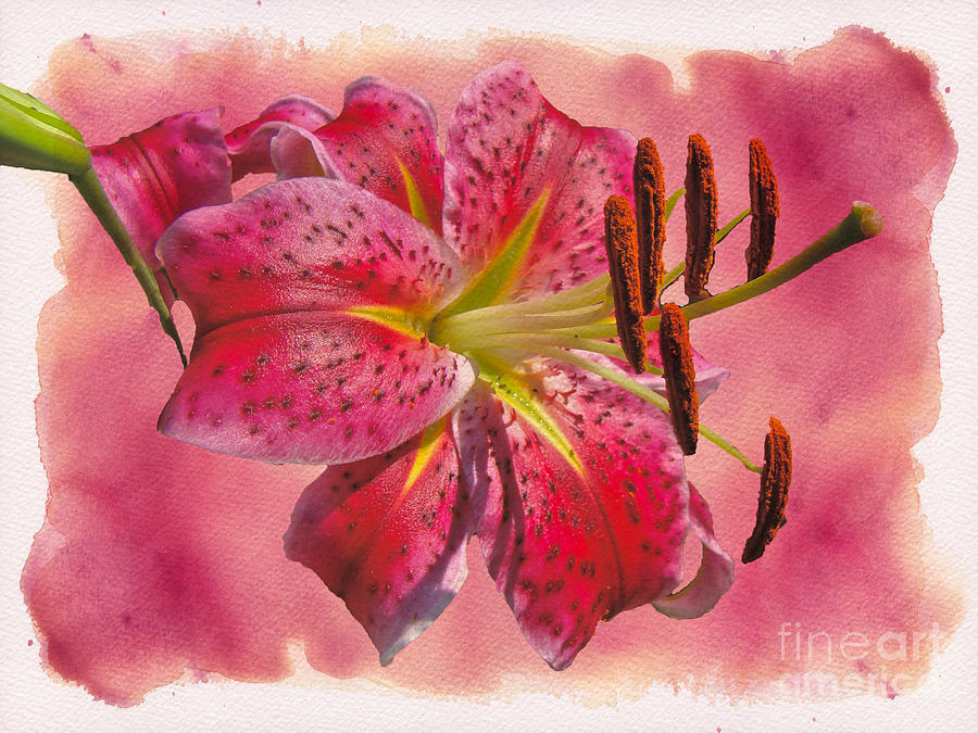 Garden Delight - Stargazer Lily Photograph by Carol Senske