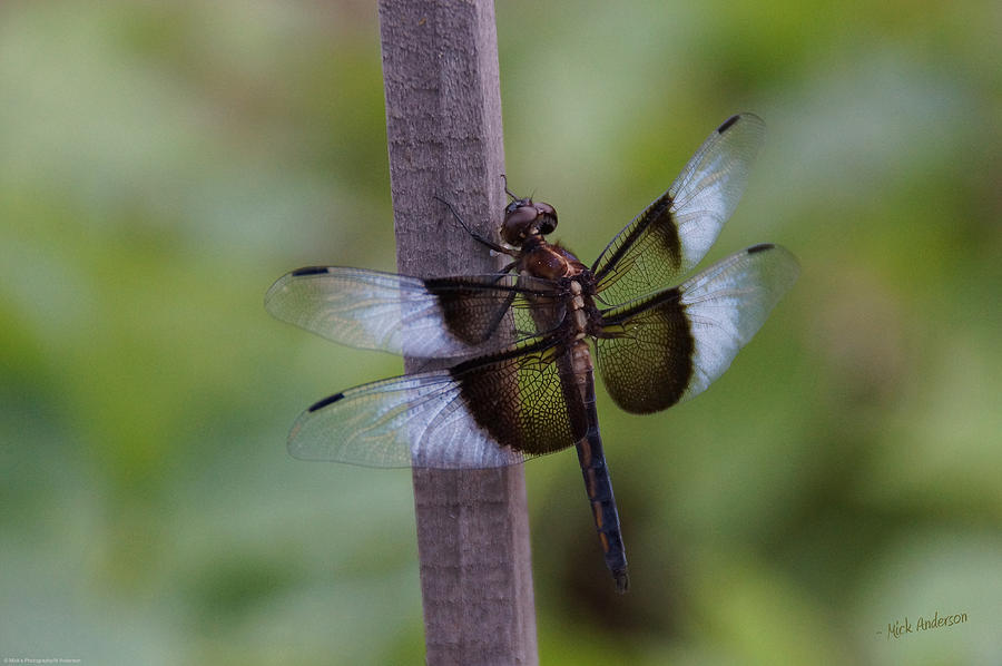 Garden Dragonfly Photograph by Mick Anderson