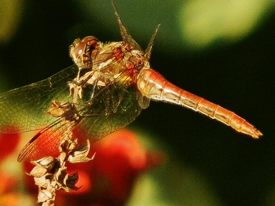 Garden Dragonfly Photograph by VLee Watson