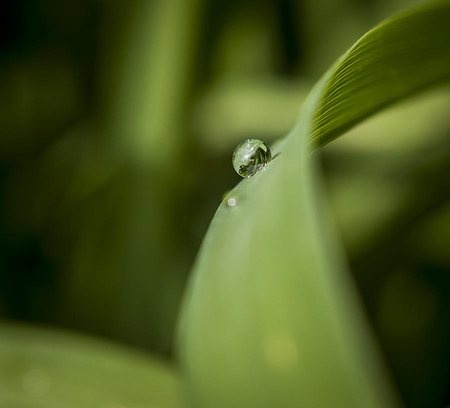 Garden Drop Photograph by Andy Smetzer