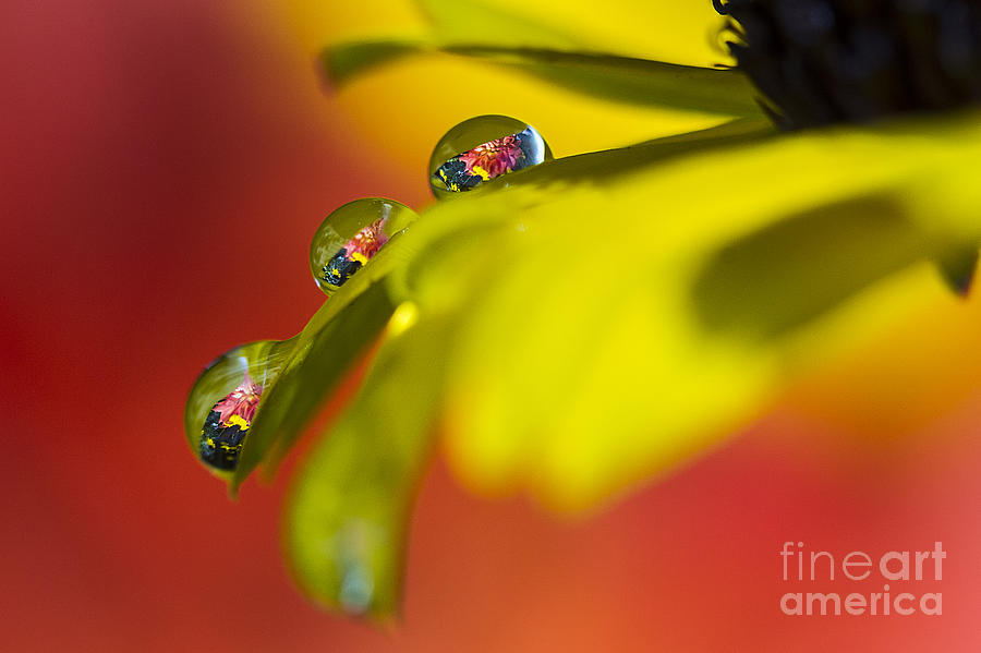 Garden Drops Photograph by Sonya Lang