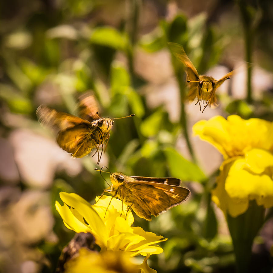 Butterfly Photograph - Garden Fairies Strike a Vogue Pose by Len Romanick