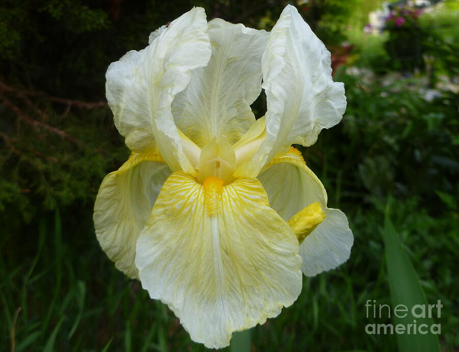 Garden Fairy of Sunset Photograph by Lingfai Leung