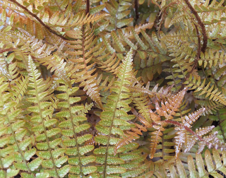 Garden Fern Leaves Photograph by Duane McCullough