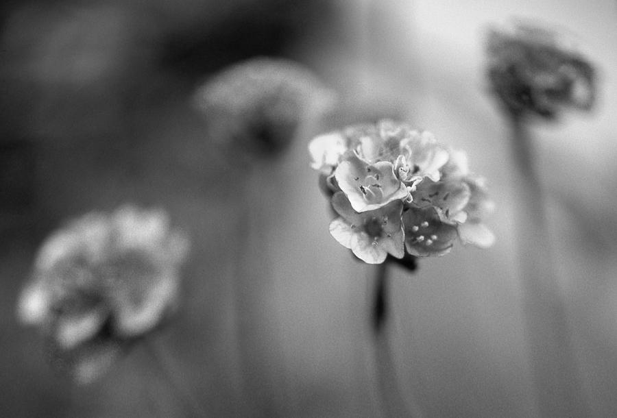 Garden Flowers in Black and White Photograph by Jim Vance