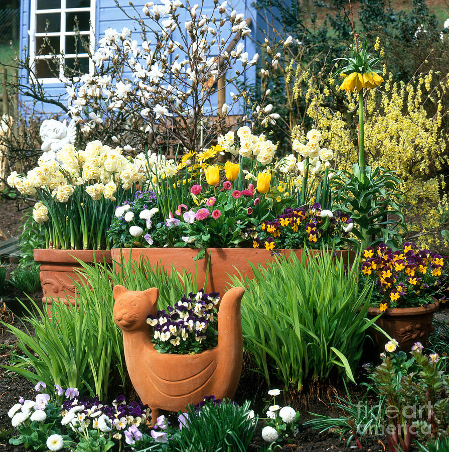 Garden Flowers In Containers Photograph by Hans Reinhard