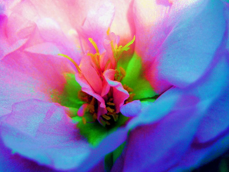 Garden - Flowers - Italian Rose Photograph by Susan Carella