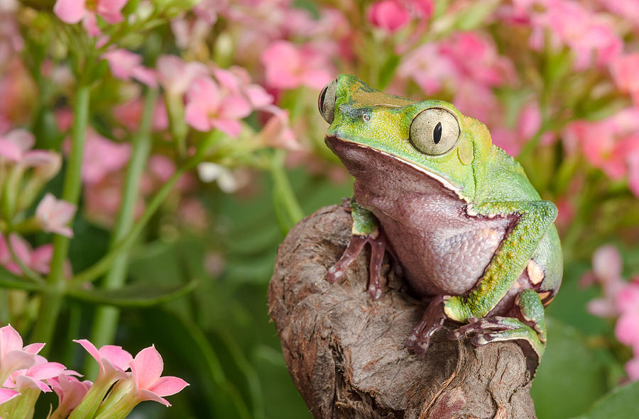 Garden Frog Photograph