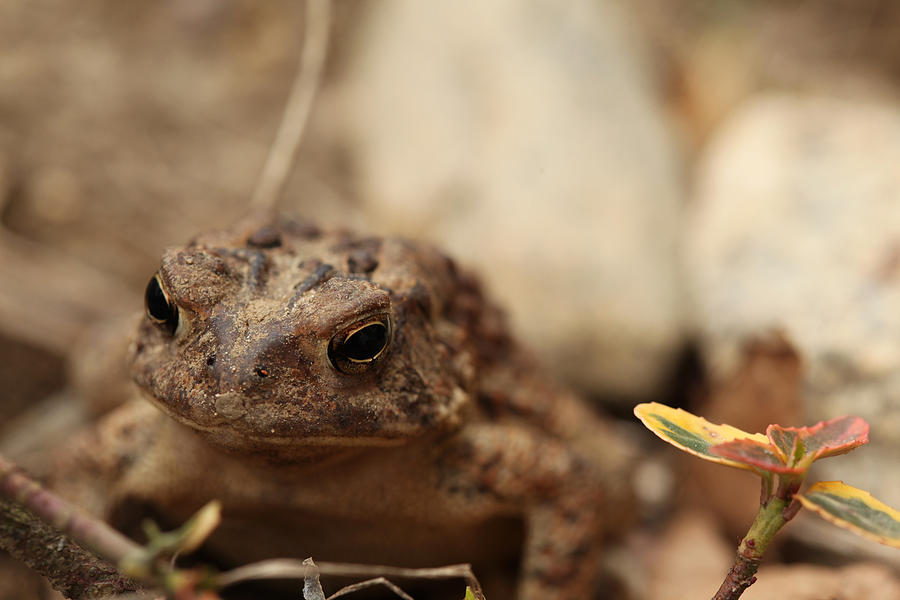 Nature Photograph - Garden Frog by Karol Livote