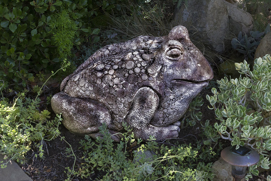Garden Frog Digital Art by Photographic Art by Russel Ray Photos