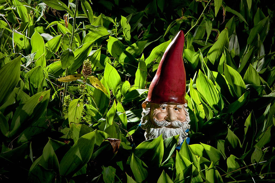 Garden Gnome among lilies of the valley No.47 Photograph by Randall Nyhof