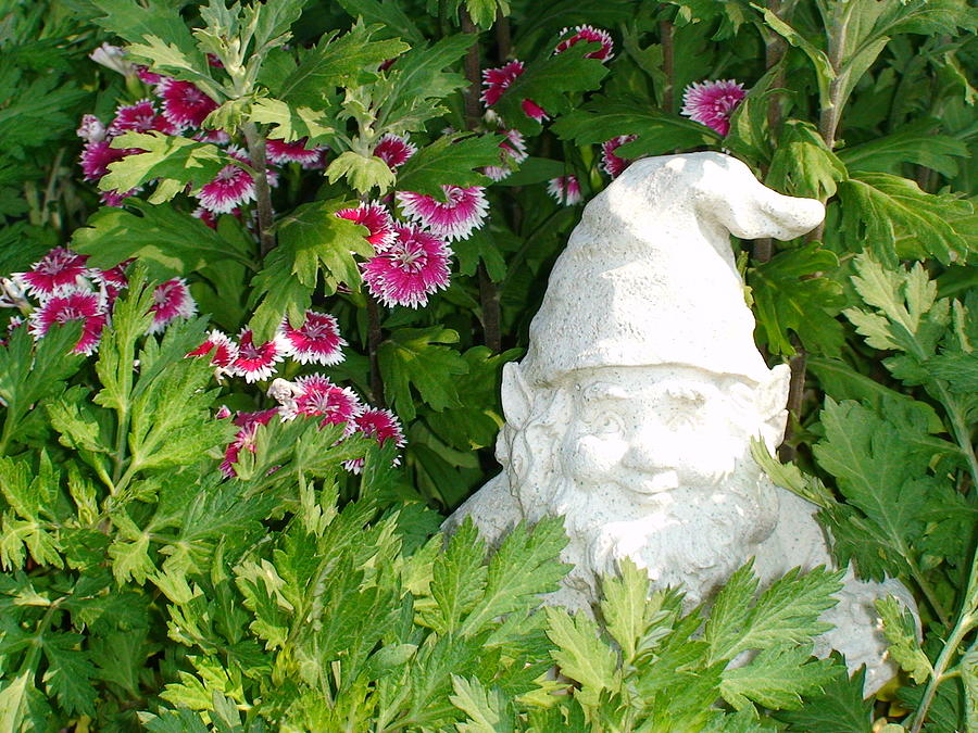 Garden Gnome Photograph by Charles Kraus
