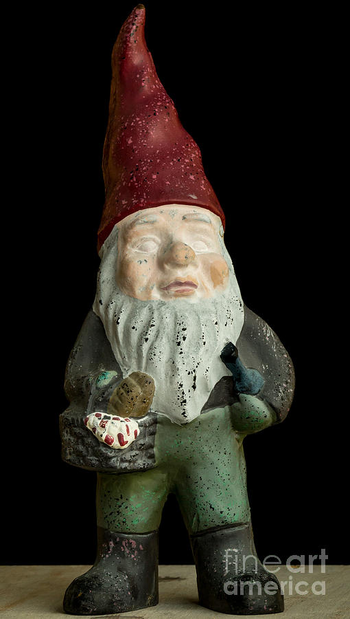 Garden Gnome Photograph by Edward Fielding