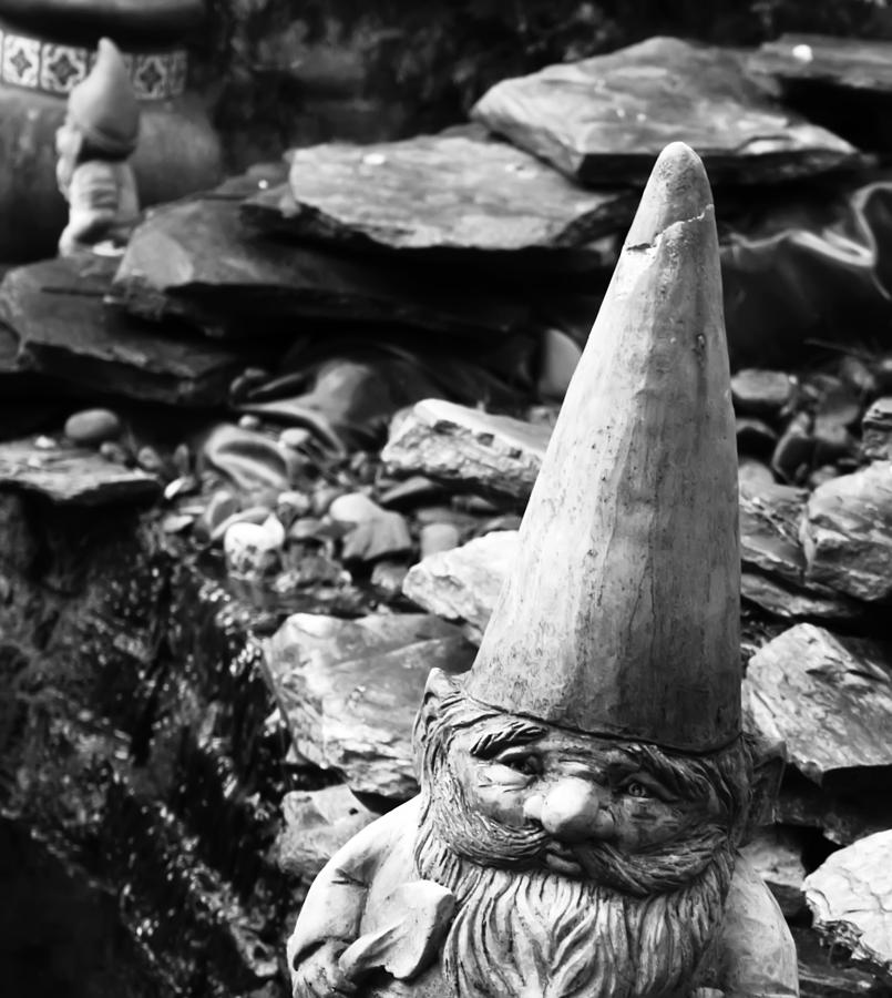 Garden Gnome Photograph by Kara  Stewart