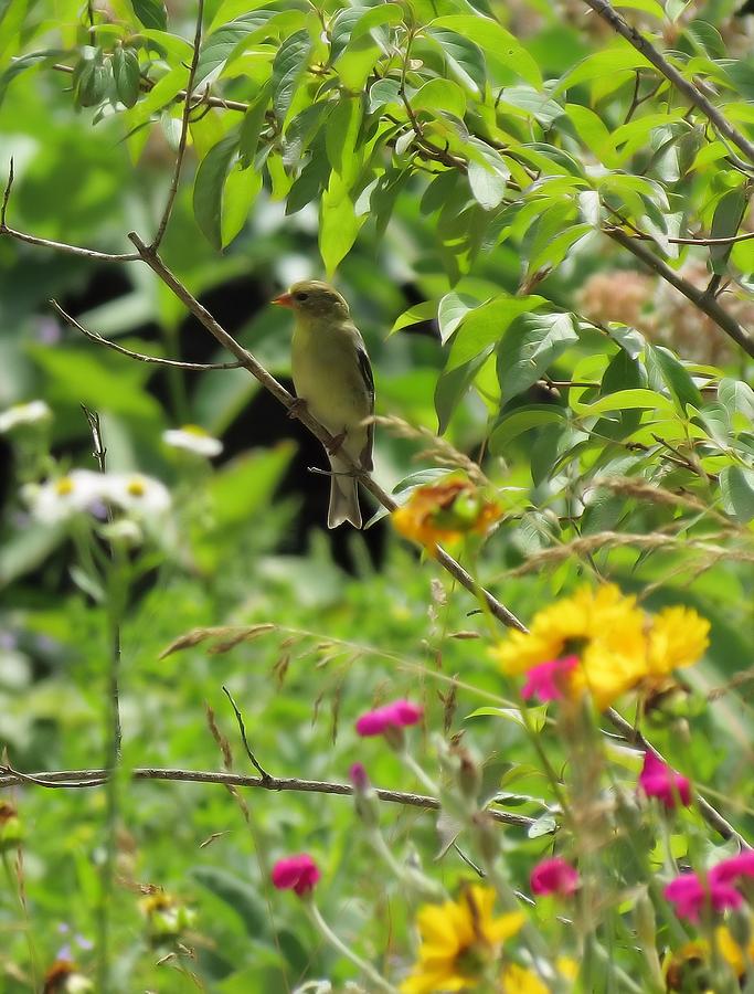 Garden Goldfinch Photograph by MTBobbins Photography