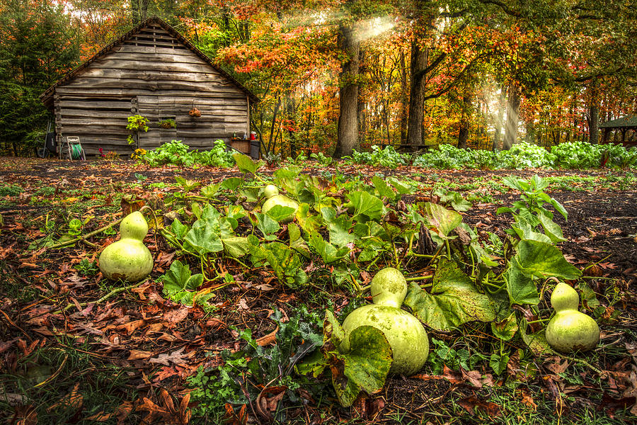 Garden Gourds Photograph by Debra and Dave Vanderlaan