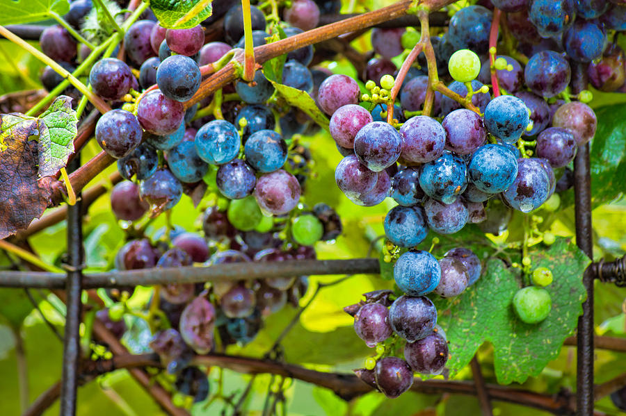 Garden Grapes Photograph by Bill Pevlor