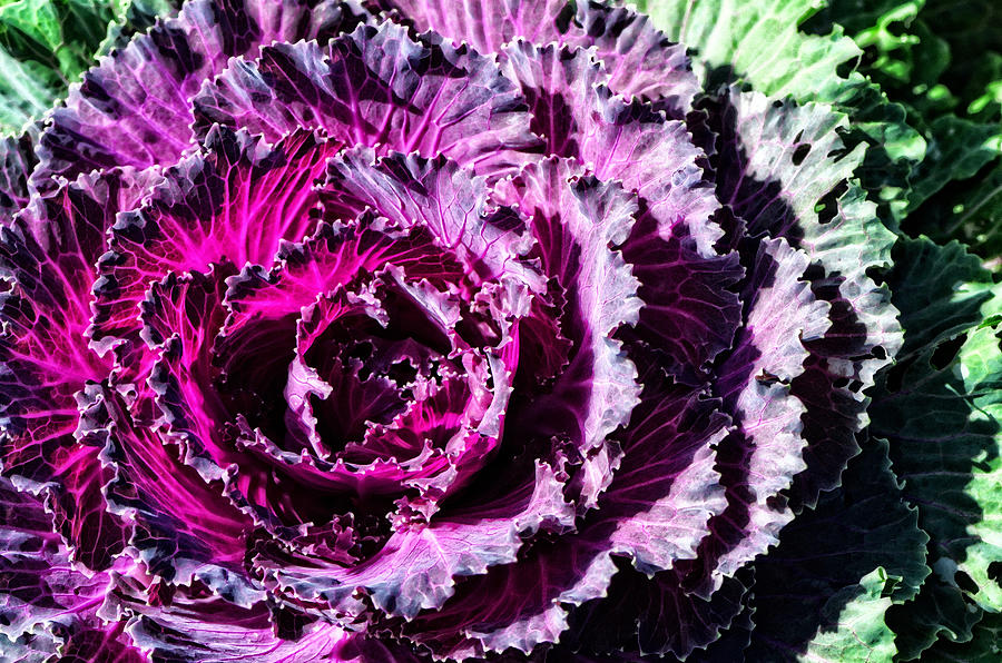 Vegetable Painting - Garden Haze - Purple Kale Art By Sharon Cummings by Sharon Cummings