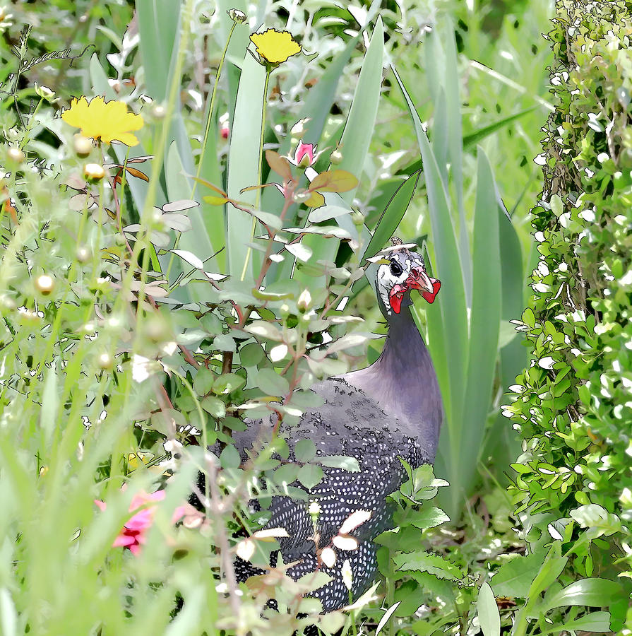 Garden Hen Photograph by Mary Underwood