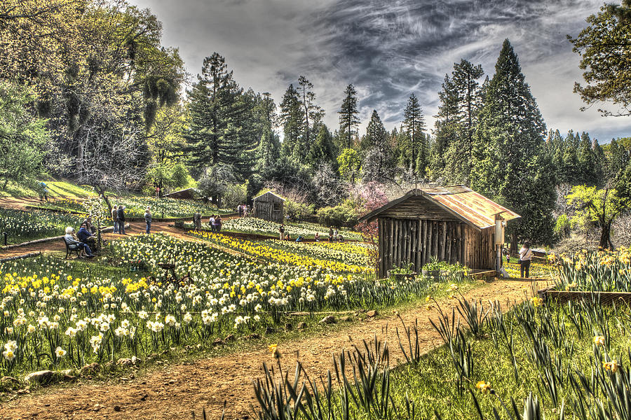 Garden Houses on Daffodil Hill 2 Photograph by SC Heffner
