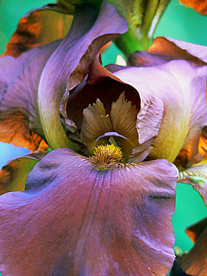 Garden Iris Abstract Photograph by Pamela Patch