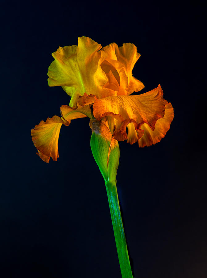Garden Iris Photograph by Floyd Hopper