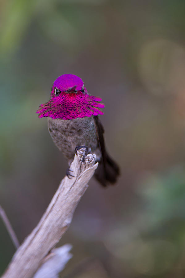 Hummingbird Photograph - Garden Jewel - Costas Hummingbird by Jeff Wendorff