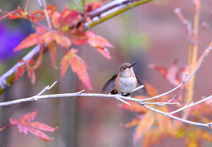 Bird Photograph - Garden Joy by Lynn Bauer