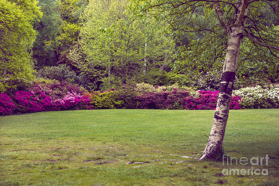 Flower Photograph - Garden Landscape by Svetlana Sewell