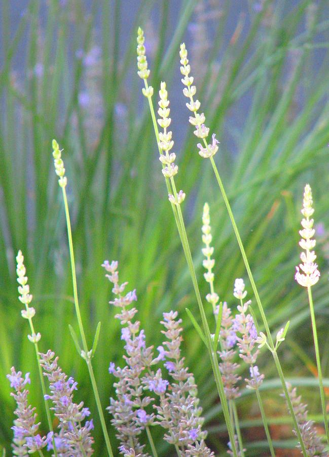 Garden Lavender Photograph by Angela Davies