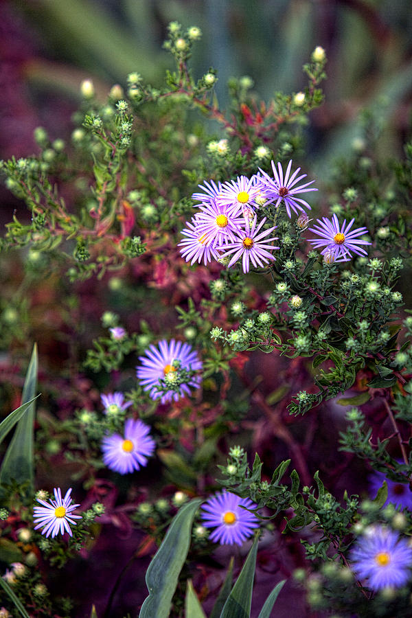 Garden Lavender Asters Photograph by Linda Phelps