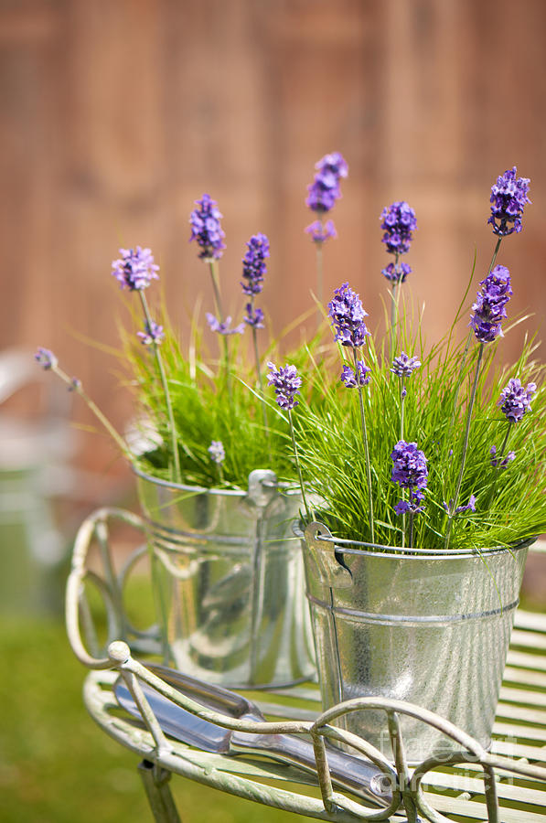 Garden Lavender Photograph by Amanda Elwell - Pixels