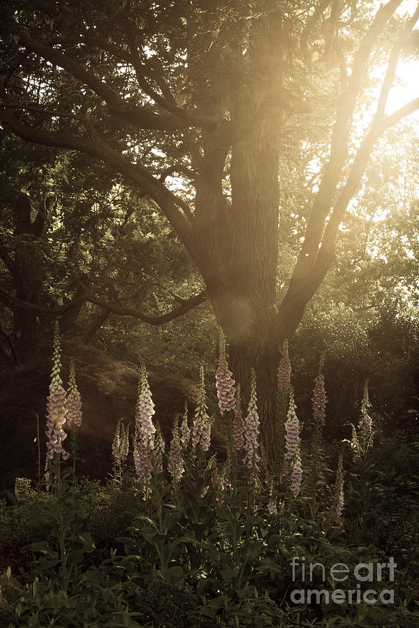 Garden Light Photograph by Chris Scroggins