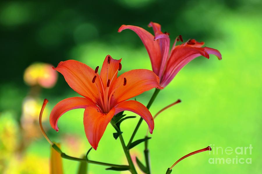 Garden Lilies Photograph by Phillip Garcia
