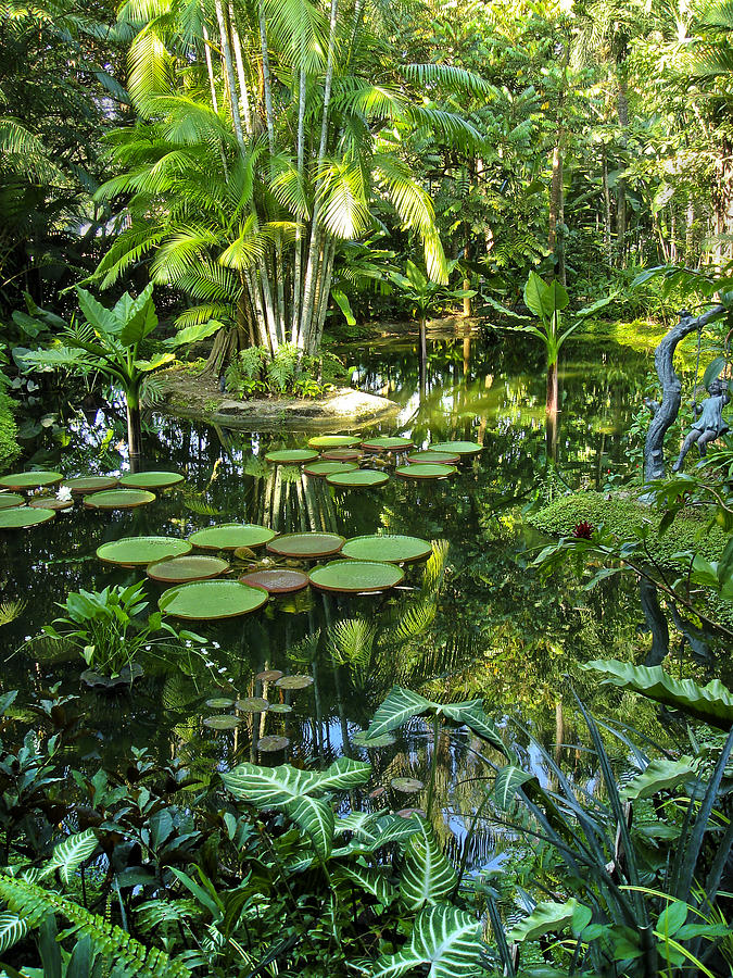 Garden Lily Pads Photograph by Joseph Hollingsworth
